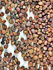 Purple Rambo, Radish - BoxGardenSeedsLLC - Radishes - Seeds - USA Seller, Thank you for shopping here today, Naturally Grown GMO Free Seeds, Heirloom Open Pollinated Seeds, Fresh Top Quality Premium Seeds