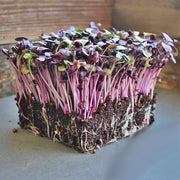 Purple Rambo, Radish - BoxGardenSeedsLLC - Radishes - Seeds - USA Seller, Thank you for shopping here today, Naturally Grown GMO Free Seeds, Heirloom Open Pollinated Seeds, Fresh Top Quality Premium Seeds