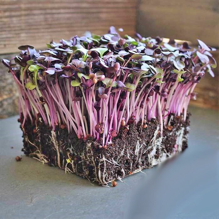 Purple Rambo, Radish, -- BoxGardenSeedsLLC -Radishes - Seeds