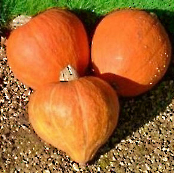 Golden Delicious Hubbard, Winter Squash, -- BoxGardenSeedsLLC -Squash,Pumpkins - Seeds