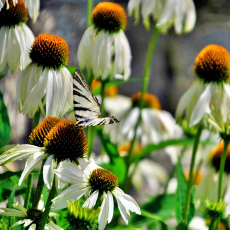 White Swan Coneflower, Echinacea - BoxGardenSeedsLLC - Culinary/Medicinal Herbs - Seeds - USA Seller, Thank you for shopping here today, Naturally Grown GMO Free Seeds, Heirloom Open Pollinated Seeds, Fresh Top Quality Premium Seeds