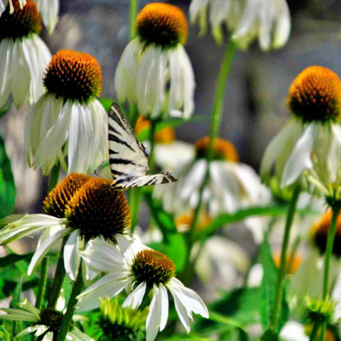 White Swan Coneflower, Echinacea, - BoxGardenSeedsLLC -Culinary/Medicinal Herbs - Seeds