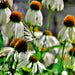 White Swan Coneflower, Echinacea, - BoxGardenSeedsLLC -Culinary/Medicinal Herbs - Seeds