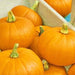 Spookie, Pumpkin, - BoxGardenSeedsLLC -Squash,Pumpkins - Seeds