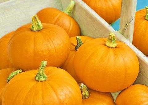 Spookie, Pumpkin, -- BoxGardenSeedsLLC -Squash,Pumpkins - Seeds