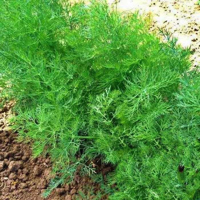 Dukat. Dill, Culinary & Medicinal Herbs, -- BoxGardenSeedsLLC -Culinary/Medicinal Herbs - Seeds