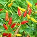 Tabasco, Hot Pepper, - BoxGardenSeedsLLC -Peppers,Eggplants - Seeds