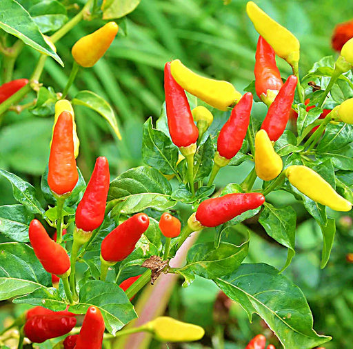 Tabasco, Hot Pepper, -- BoxGardenSeedsLLC -Peppers,Eggplants - Seeds