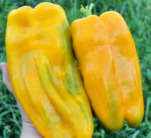 Yellow Monster, Sweet Bell Pepper, - BoxGardenSeedsLLC -Peppers,Eggplants - Seeds