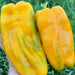 Yellow Monster, Sweet Bell Pepper, - BoxGardenSeedsLLC -Peppers,Eggplants - Seeds