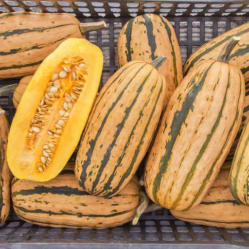 Bush Delicata, Winter Squash, - BoxGardenSeedsLLC -Squash,Pumpkins - Seeds