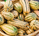 Bush Delicata, Winter Squash, -- BoxGardenSeedsLLC -Squash,Pumpkins - Seeds