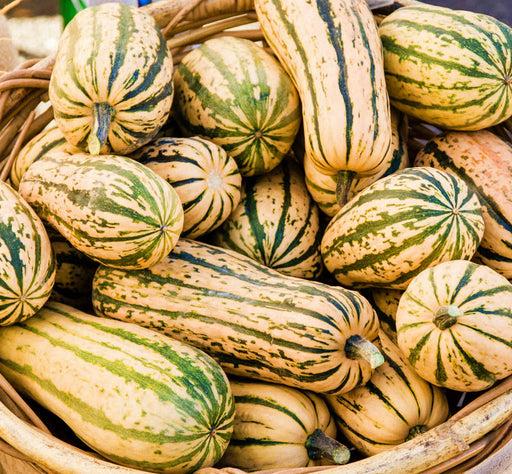 Bush Delicata, Winter Squash, - BoxGardenSeedsLLC -Squash,Pumpkins - Seeds