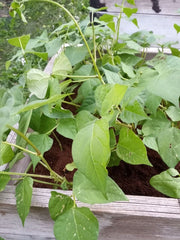 Red Swan, Bush Beans, Heirloom Seeds, Open Pollinated Container Vegetable Garden Non-GMO - BoxGardenSeedsLLC - Beans / Bush, Dry, Pole - Seeds - USA Seller, Thank you for shopping here today, Naturally Grown GMO Free Seeds, Heirloom Open Pollinated Seeds, Fresh Top Quality Premium Seeds