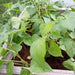 Red Swan, Bush Beans, - BoxGardenSeedsLLC -Beans / Dry Beans - Seeds