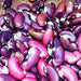 Copy 1500 Year Cave Dry Pole Bean Seeds / Very Rare Heirloom Open Pollinated Garden Seeds Container Gardening Vegetable Seeds Non-GMO - BoxGardenSeedsLLC -Beans / Dry Beans - Seeds