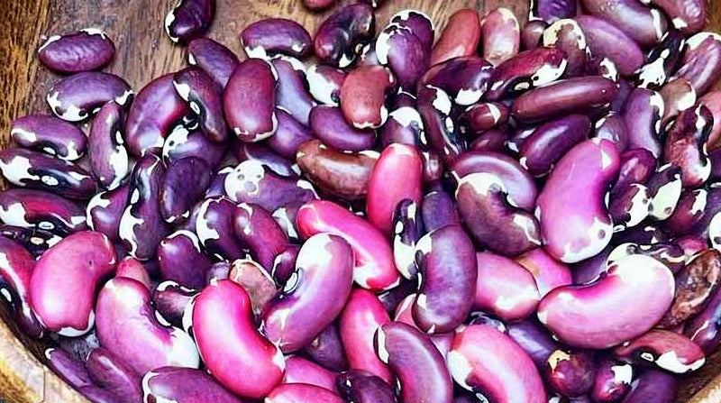 1500 Year Old Cave, Dry Pole Bean - BoxGardenSeedsLLC - Beans / Dry Beans - Seeds - Thank you for shopping here today, Non GMO Seeds, Naturally Grown Seeds, Grown to Organic Standards, Heirloom Seeds, Open Pollinated Seeds, Fresh Premier Seeds, USA Seller