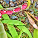 Jacobs Cattle, Dry Pole Bean - BoxGardenSeedsLLC - Beans / Dry Beans - Seeds - Thank you for shopping here today, Non GMO Seeds, Naturally Grown Seeds, Grown to Organic Standards, Heirloom Seeds, Open Pollinated Seeds, Fresh Premier Seeds, USA Seller