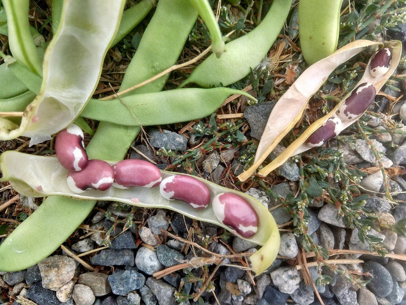 Jacobs Cattle, Dry Pole Bean - BoxGardenSeedsLLC - Beans / Dry Beans - Seeds - Thank you for shopping here today, Non GMO Seeds, Naturally Grown Seeds, Grown to Organic Standards, Heirloom Seeds, Open Pollinated Seeds, Fresh Premier Seeds, USA Seller