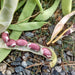Jacobs Cattle, Dry Pole Bean - BoxGardenSeedsLLC - Beans / Dry Beans - Seeds - Thank you for shopping here today, Non GMO Seeds, Naturally Grown Seeds, Grown to Organic Standards, Heirloom Seeds, Open Pollinated Seeds, Fresh Premier Seeds, USA Seller