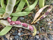 1500 Year Old Cave, Dry Pole Bean - BoxGardenSeedsLLC - Beans / Dry Beans - Seeds - Thank you for shopping here today, Non GMO Seeds, Naturally Grown Seeds, Grown to Organic Standards, Heirloom Seeds, Open Pollinated Seeds, Fresh Premier Seeds, USA Seller