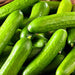 Tendergreen Burpless, Cucumber, - BoxGardenSeedsLLC -Cucumbers - Seeds