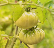 Aunt Ruby's German Green, Tomato - BoxGardenSeedsLLC -Tomatoes,Tomatillos - Seeds