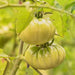 Aunt Ruby's German Green, Tomato, - BoxGardenSeedsLLC -Tomatoes,Tomatillos - Seeds