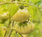 - BoxGardenSeedsLLC - Aunt Ruby's German Green, Tomato, - Tomatoes,Tomatillos - Seeds