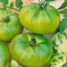 Aunt Ruby's German Green, Tomato, - BoxGardenSeedsLLC -Tomatoes,Tomatillos - Seeds