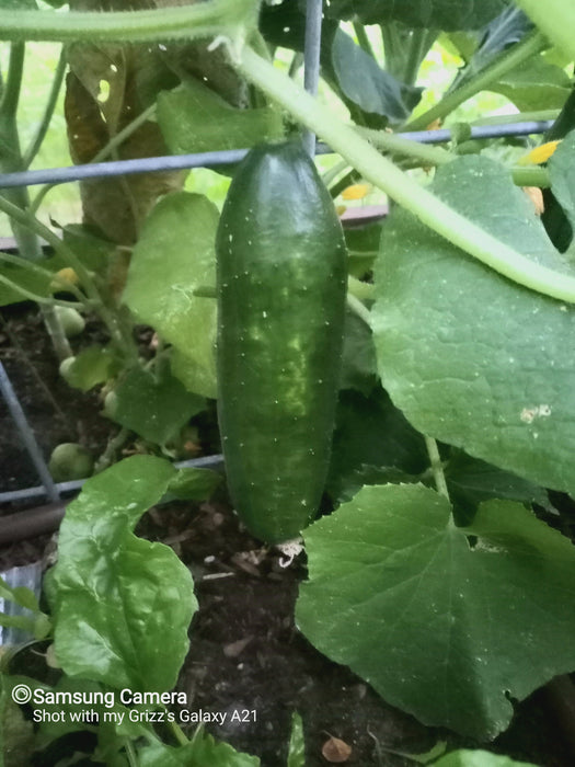 Beit Alpha, Cucumber, -- BoxGardenSeedsLLC -Cucumbers - Seeds