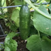 Beit Alpha, Cucumber, - BoxGardenSeedsLLC -Cucumbers - Seeds