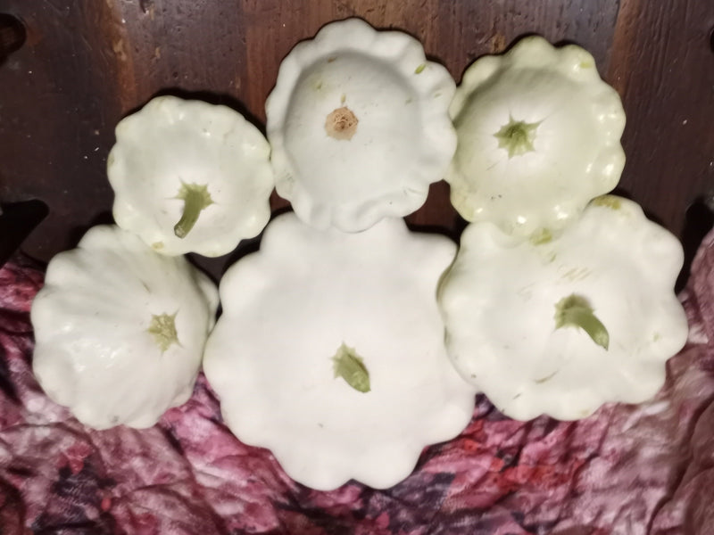 Early White Bush Scallop, Summer Squash - BoxGardenSeedsLLC - Squash,Pumpkins - Seeds - USA Seller, Thank you for shopping here today, Naturally Grown GMO Free Seeds, Heirloom Open Pollinated Seeds, Fresh Top Quality Premium Seeds