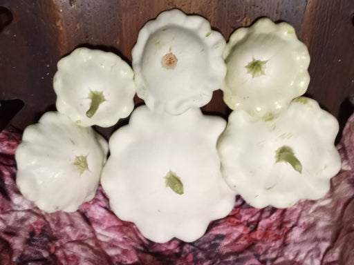 Early White Bush Scallop, Summer Squash, - BoxGardenSeedsLLC -Squash,Pumpkins - Seeds