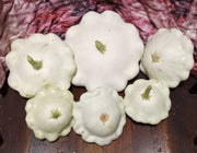 Early White Bush Scallop, Summer Squash - BoxGardenSeedsLLC - Squash,Pumpkins - Seeds - USA Seller, Thank you for shopping here today, Naturally Grown GMO Free Seeds, Heirloom Open Pollinated Seeds, Fresh Top Quality Premium Seeds