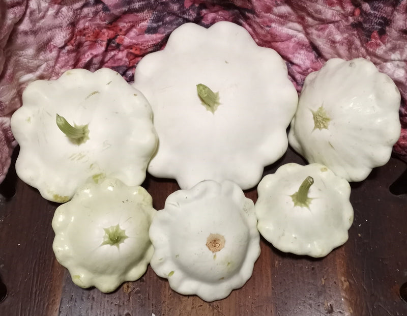 Early White Bush Scallop, Summer Squash - BoxGardenSeedsLLC - Squash,Pumpkins - Seeds - USA Seller, Thank you for shopping here today, Naturally Grown GMO Free Seeds, Heirloom Open Pollinated Seeds, Fresh Top Quality Premium Seeds