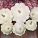 Early White Bush Scallop, Summer Squash, - BoxGardenSeedsLLC -Squash,Pumpkins - Seeds