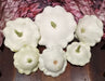 Early White Bush Scallop, Summer Squash, -- BoxGardenSeedsLLC -Squash,Pumpkins - Seeds