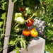 Pink Brandywine, Tomato, - BoxGardenSeedsLLC -Tomatoes,Tomatillos - Seeds