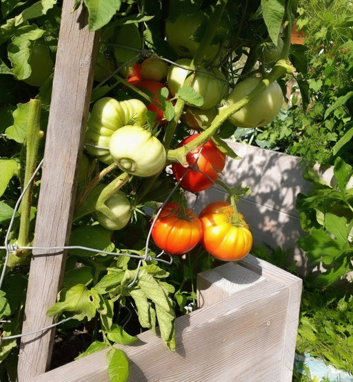 Pink Brandywine, Tomato, - BoxGardenSeedsLLC -Tomatoes,Tomatillos - Seeds