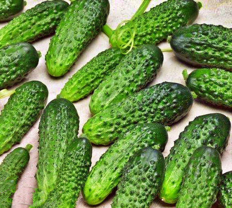 Parisian Pickling, Cucumber, -- BoxGardenSeedsLLC -Cucumbers - Seeds