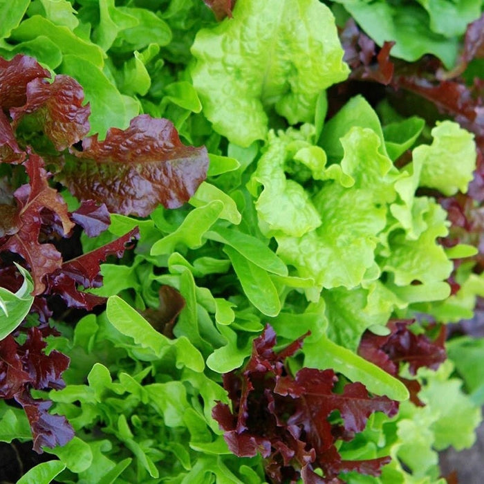 - BoxGardenSeedsLLC - Fall and Winter Mix, Lettuce, - Lettuce - Seeds