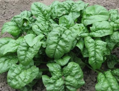 - BoxGardenSeedsLLC - Giant Noble, Spinach - Lettuce - Seeds