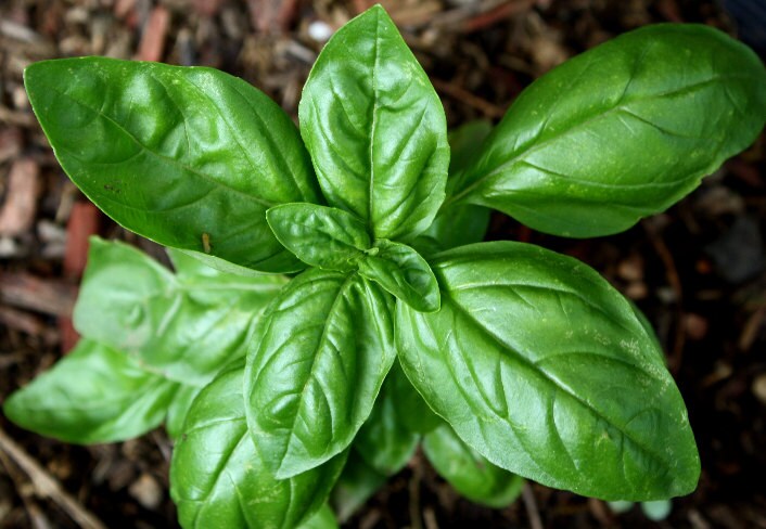 Genovese, Basil, -- BoxGardenSeedsLLC -Culinary/Medicinal Herbs - Seeds