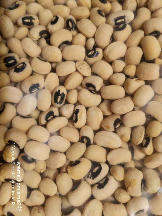 - BoxGardenSeedsLLC - California Black-Eye (Cowpeas) Dry Bush - Beans / Dry Beans - Seeds