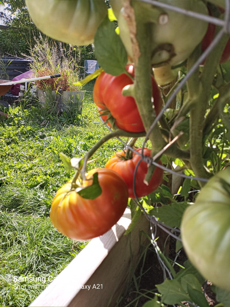 Pink Brandywine, Tomato - BoxGardenSeedsLLC - Tomatoes,Tomatillos - Seeds - 