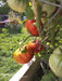 Pink Brandywine, Tomato - BoxGardenSeedsLLC - Tomatoes,Tomatillos - Seeds - 