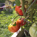 Pink Brandywine, Tomato, - BoxGardenSeedsLLC -Tomatoes,Tomatillos - Seeds