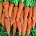 St Valery, Carrot, -- BoxGardenSeedsLLC -Carrots - Seeds