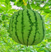 Dixie Queen, Watermelon, -- BoxGardenSeedsLLC -Melons, Cantaloupe - Seeds